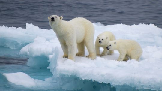 Female polar bear with cubs on iceberg